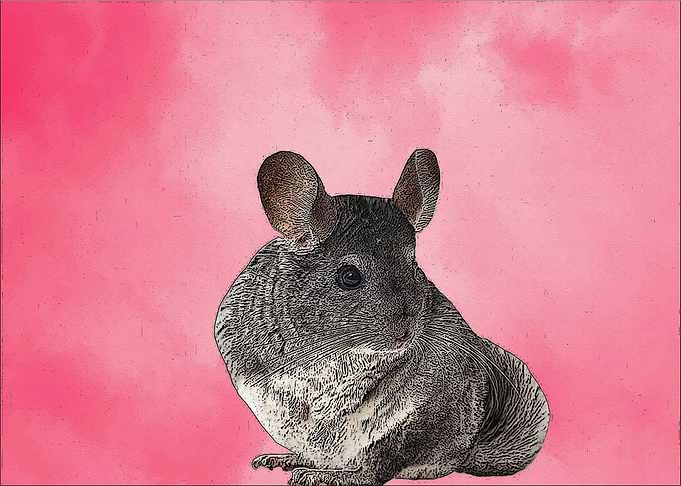 Chinchilla pink
