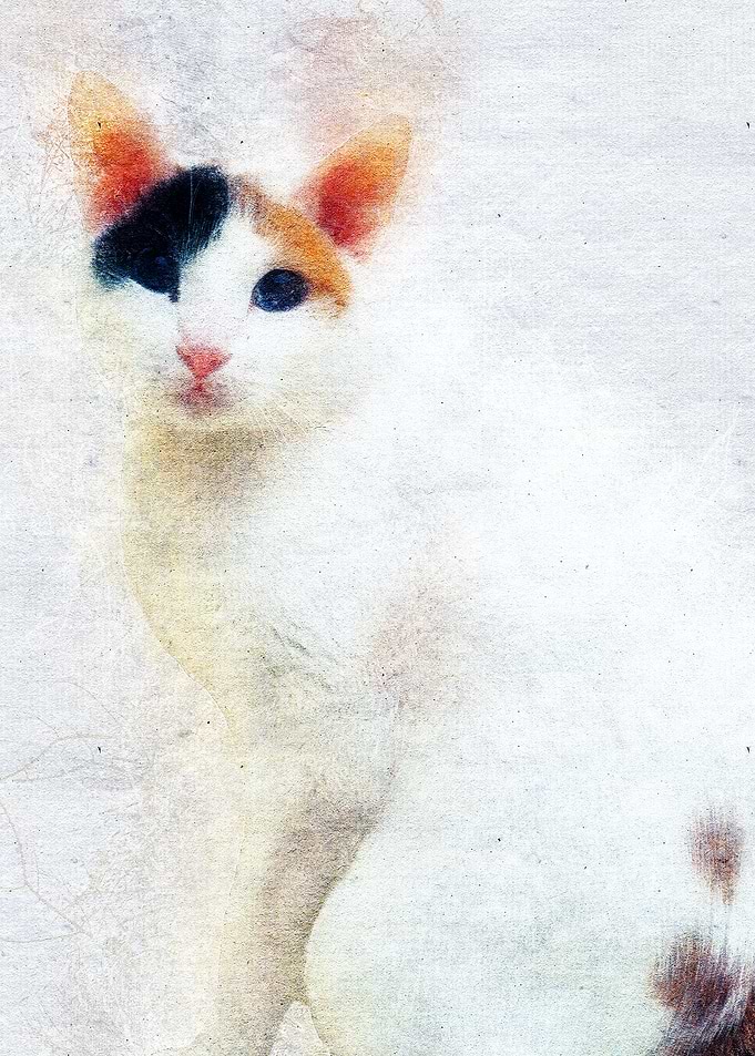 Cat 17