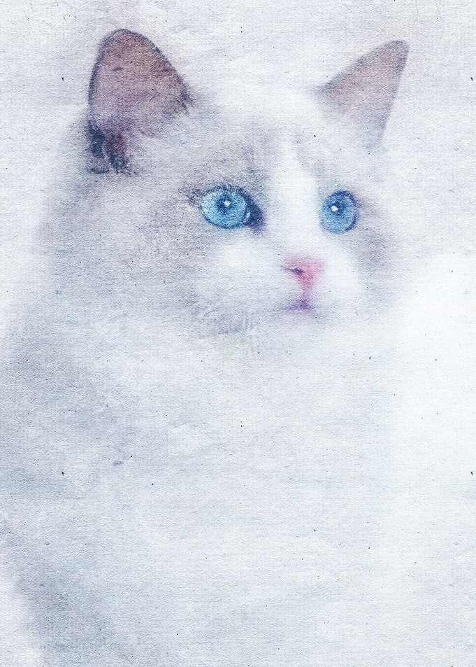 Cat 31