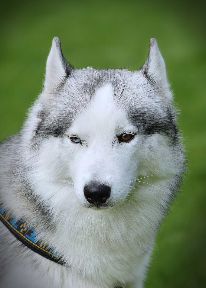 Siberian Husky