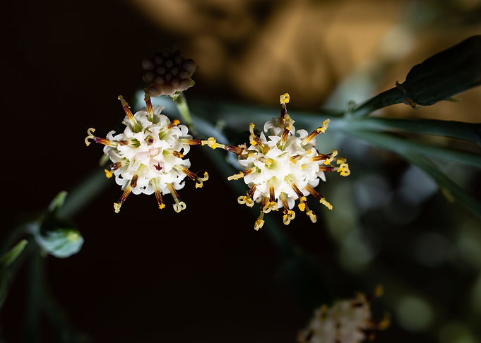 Delicate Kleinia flower