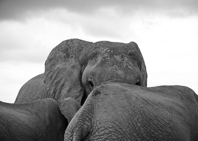 Elephant Boss 764