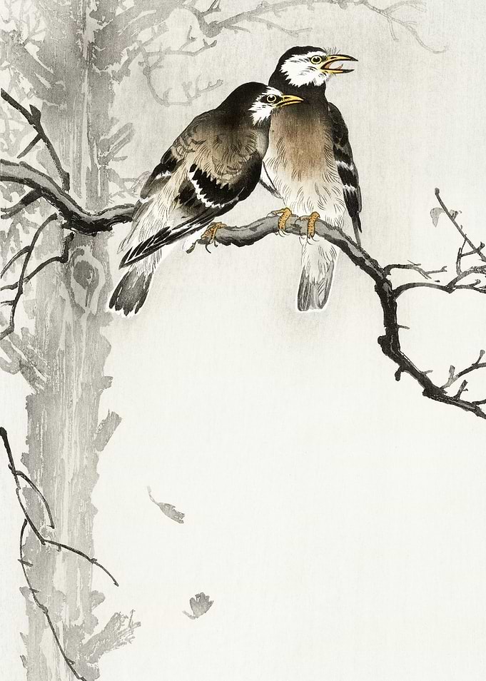 Starling couple on tree