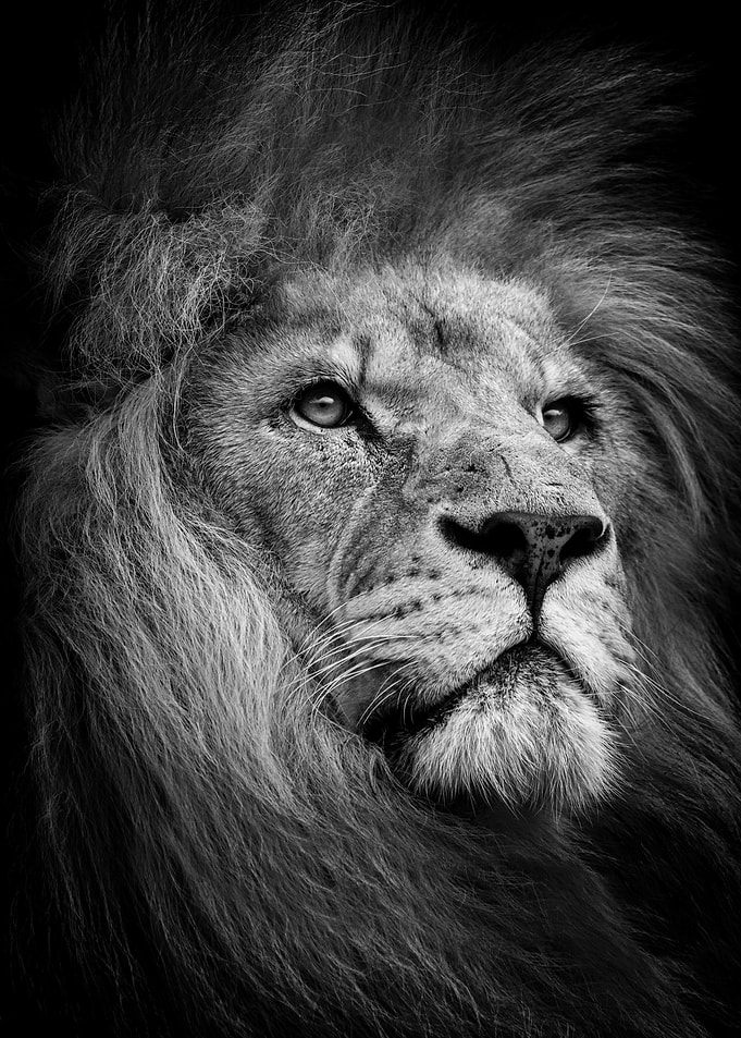 black wild lion king