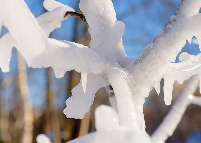 IceCovered Branches