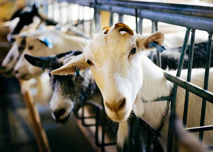Norwegian goat eyes