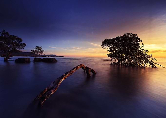 Tree on sunset