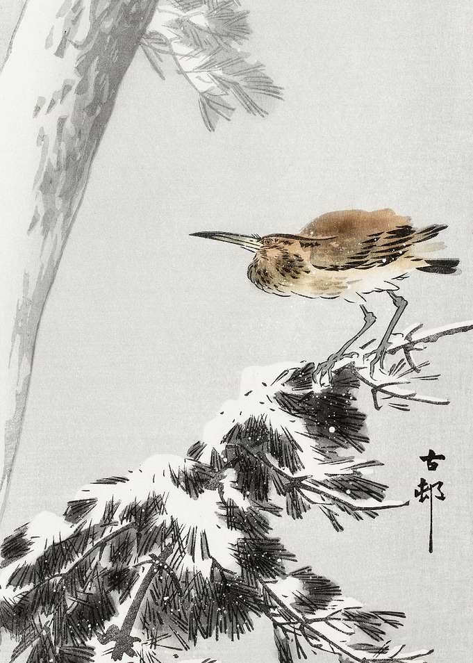 Bird on snowy pine tree