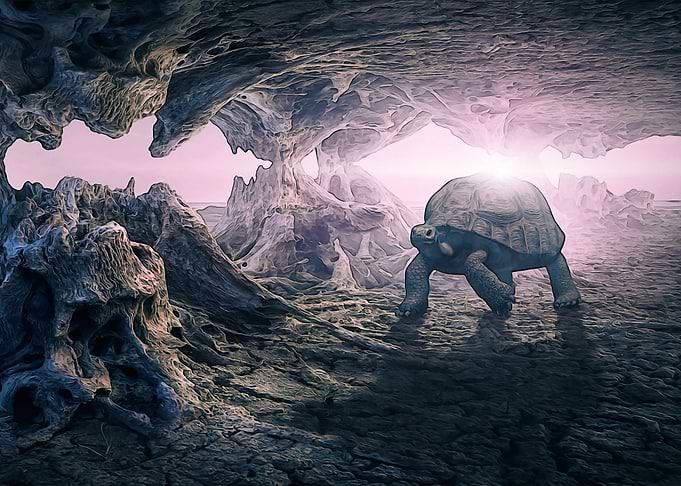 Rocky turtle