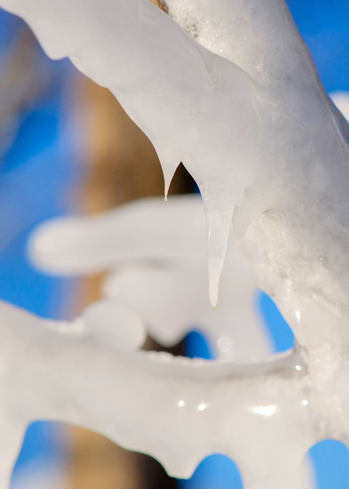 Details Of Icy Tree