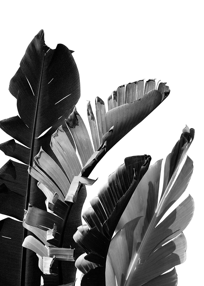 Banana Leaves Finesse 2