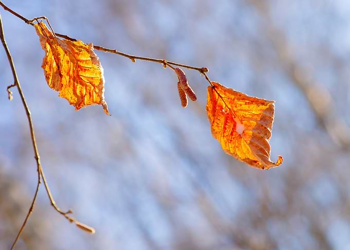 Leaves In The Winter Wind