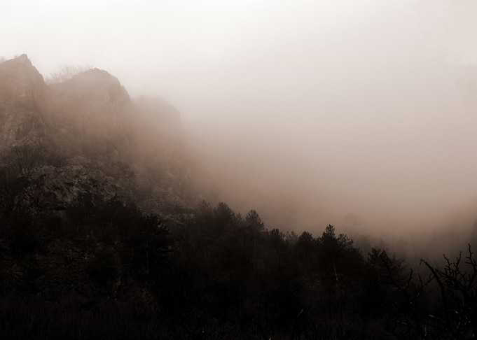 Dark foggy winter forest
