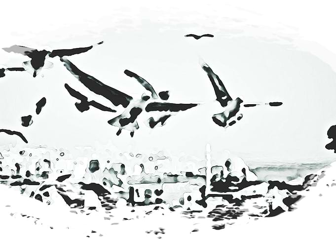 Seagull Mentality