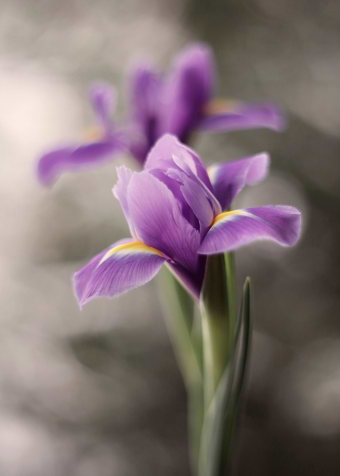 Iris flowers