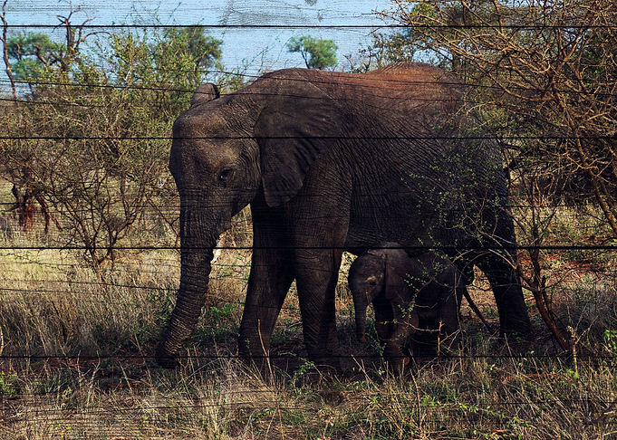 Elephant Art