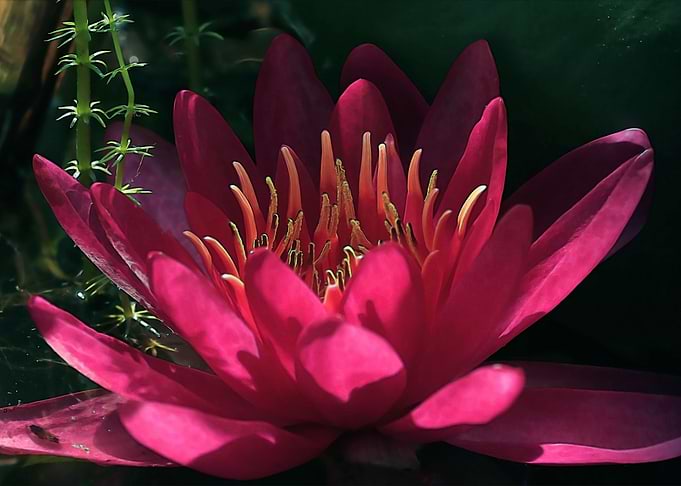 Purple lotus in bloom