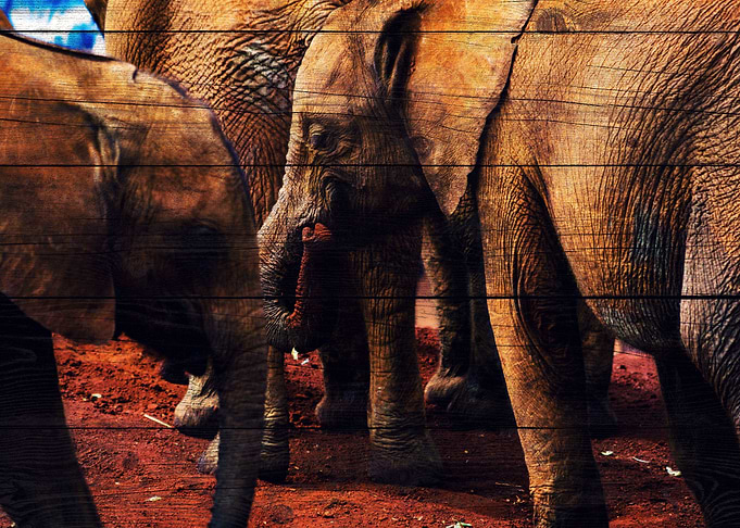 Elephant Art