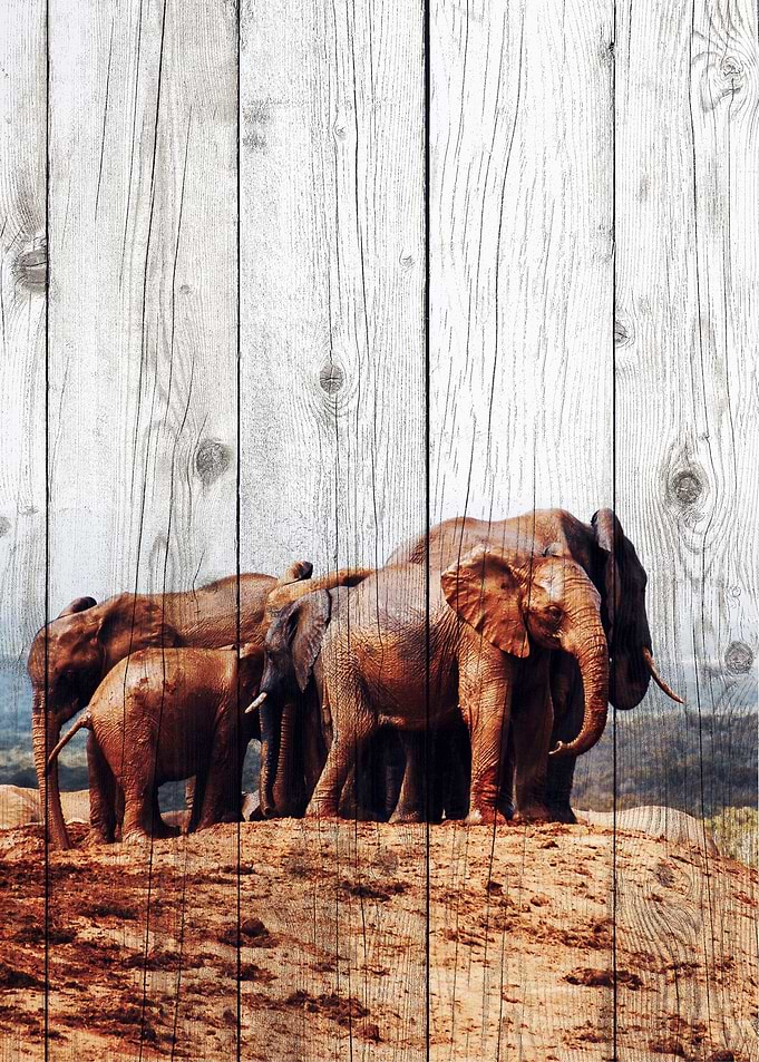 Elephant Art