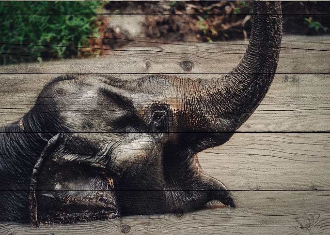 Elephant Art