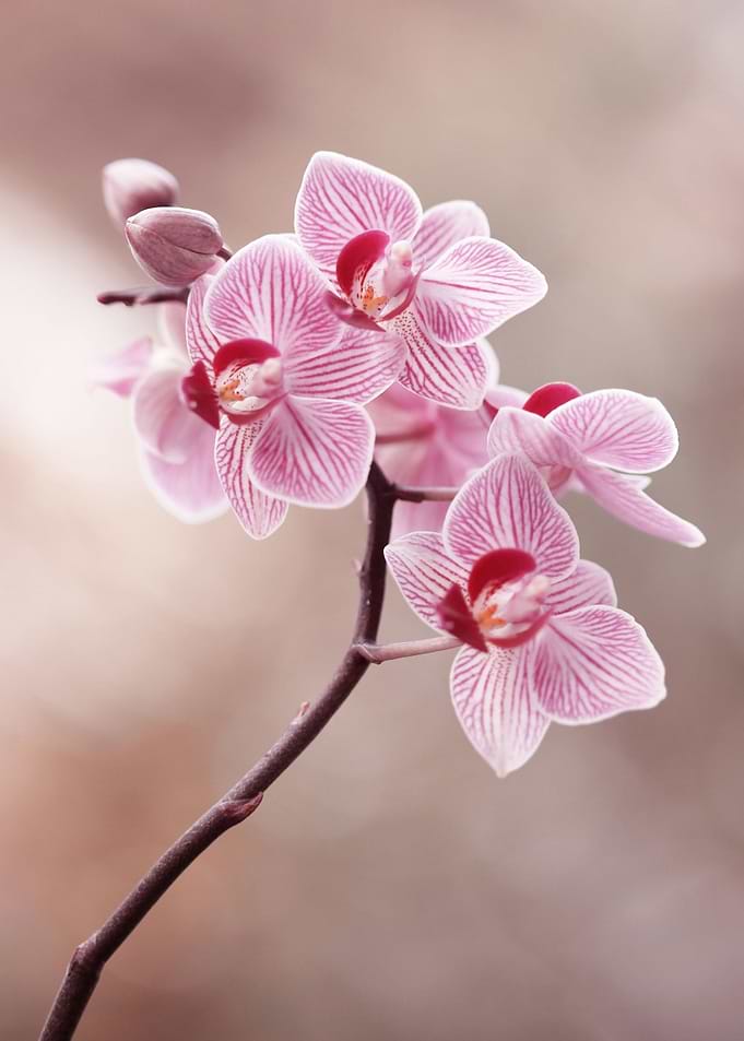 Orchidea flowers