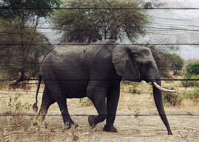 Elephant Art