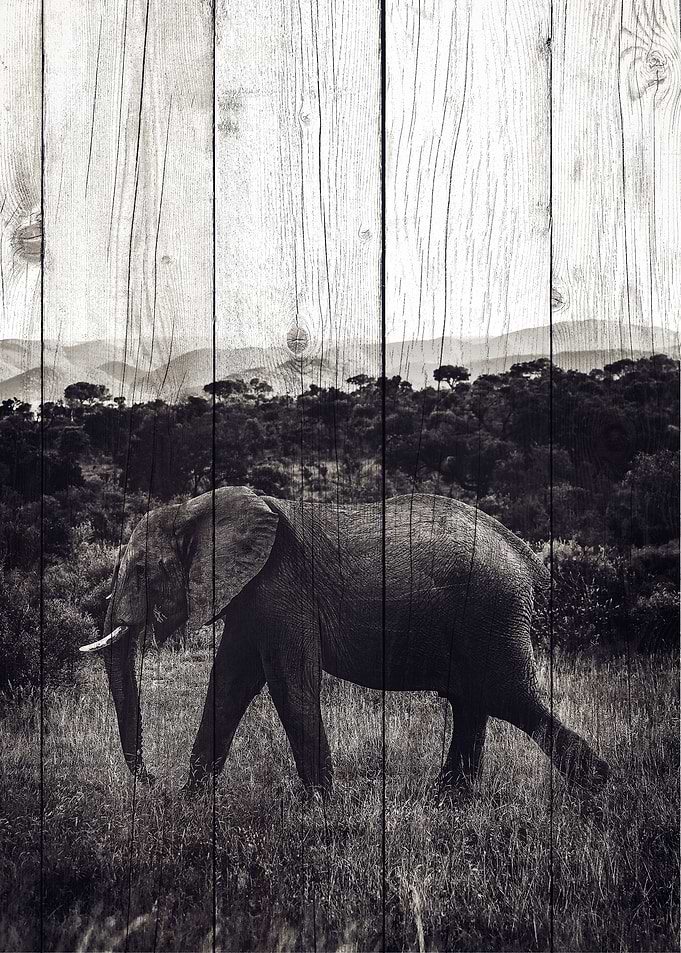 Elephant Art
