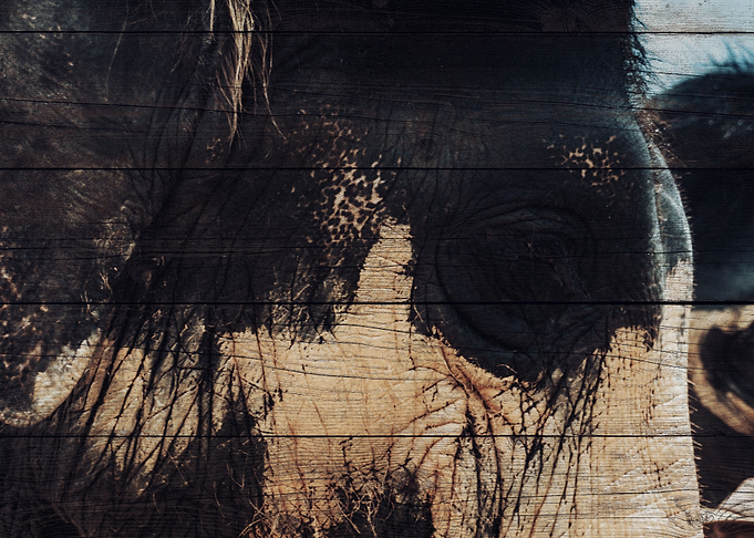 Elephant Art