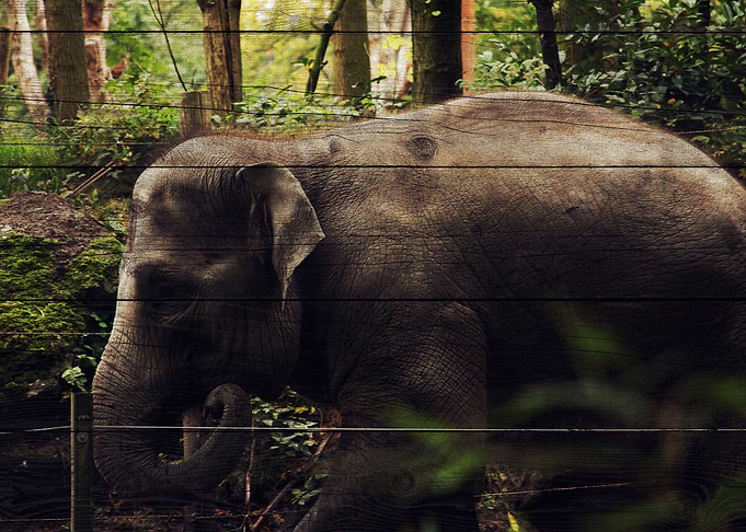 Elephant Art