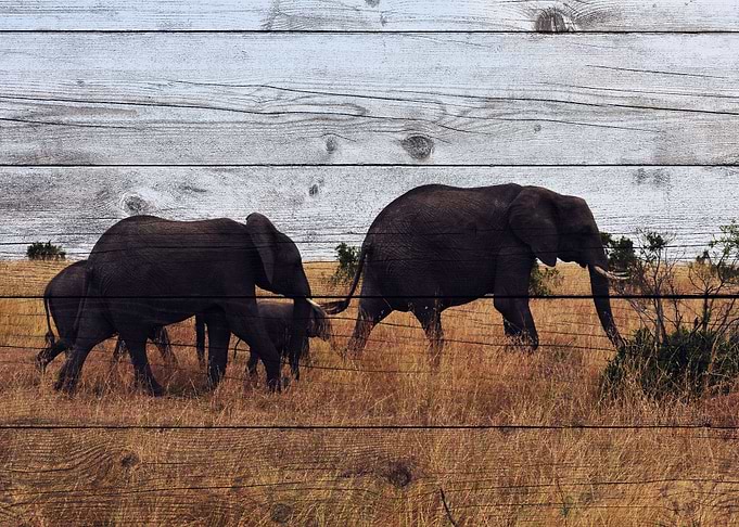 Elephant Art
