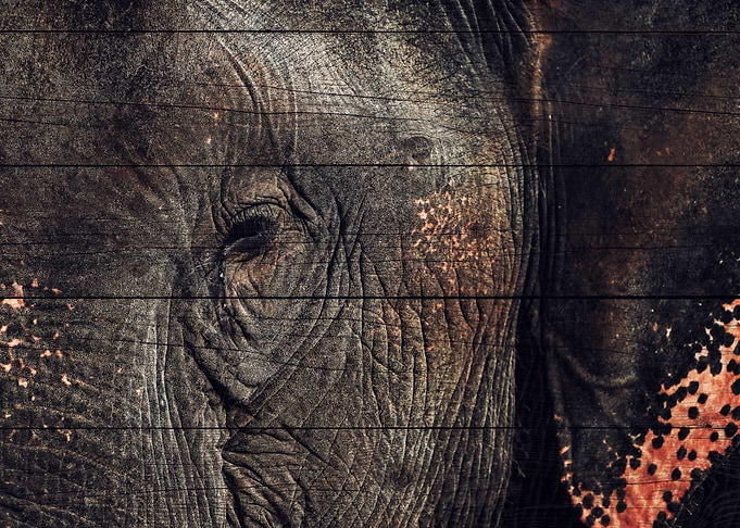 Elephant Art