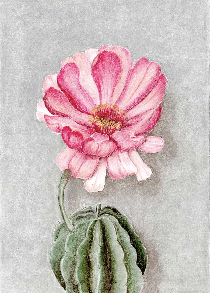 Flowering cactus