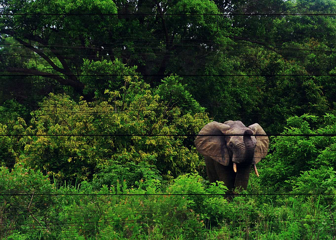 Elephant Art