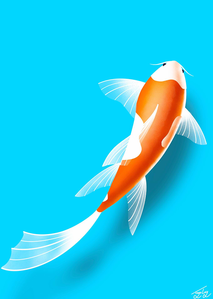 Koi