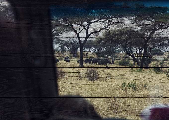 Elephant Art