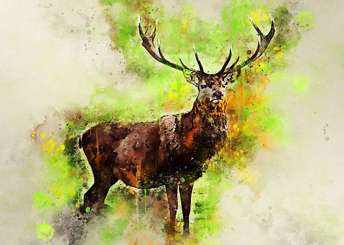 Highland Deer