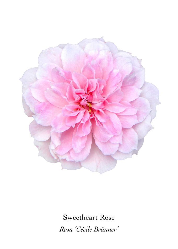 Sweetheart Rose