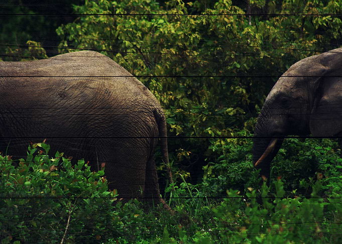 Elephant Art