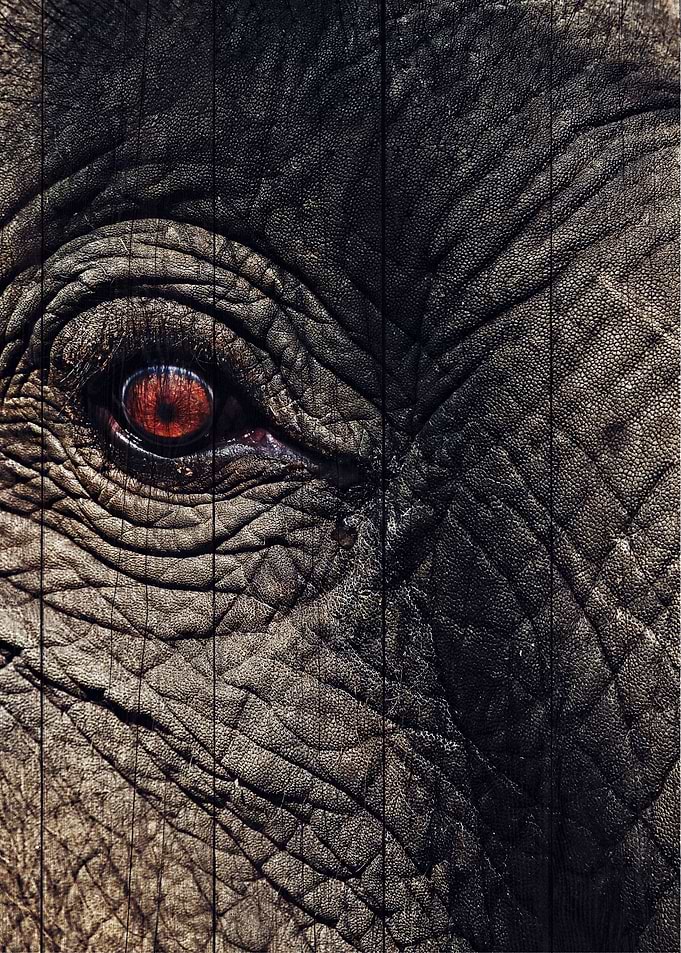 Elephant Art