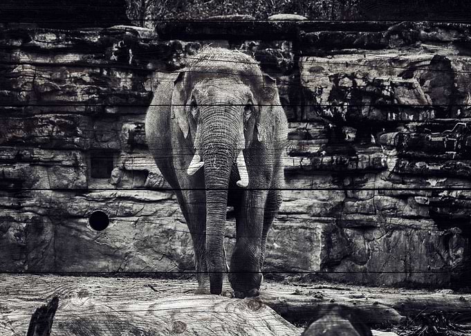 Elephant Art