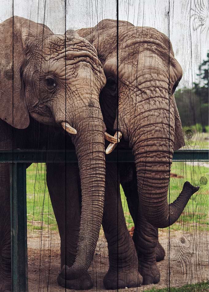 Elephant Art