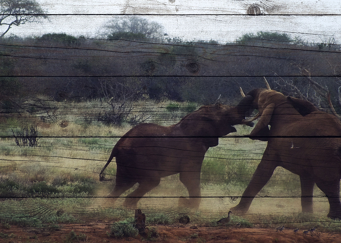 Elephant Art