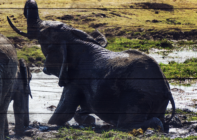Elephant Art