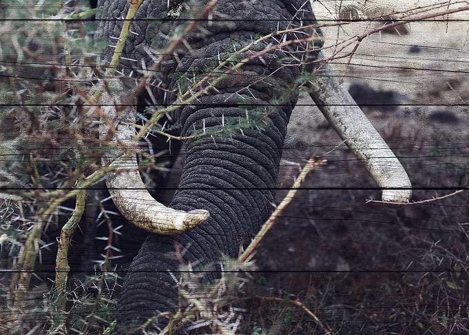 Elephant Art