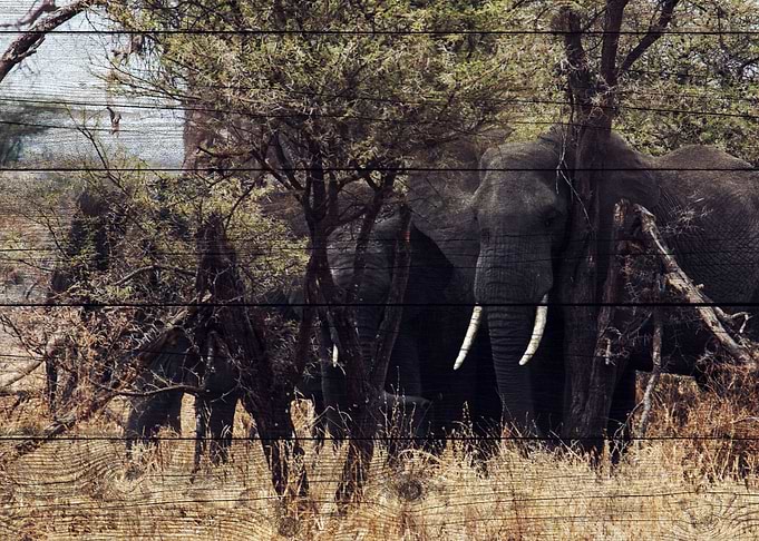 Elephant Art