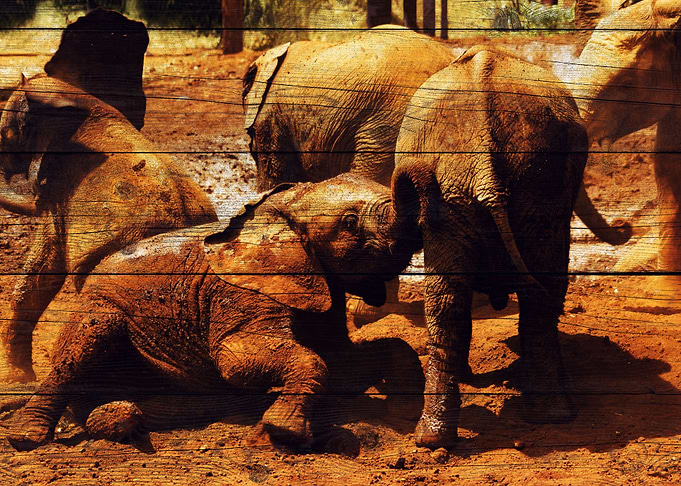 Elephant Art