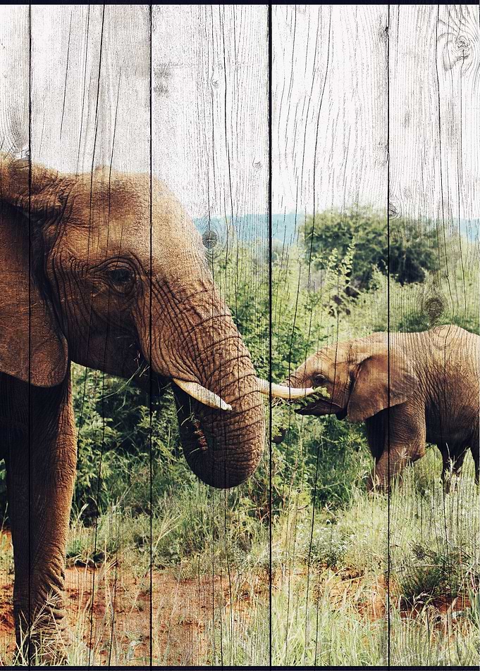 Elephant Art