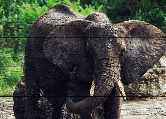 Elephant Art