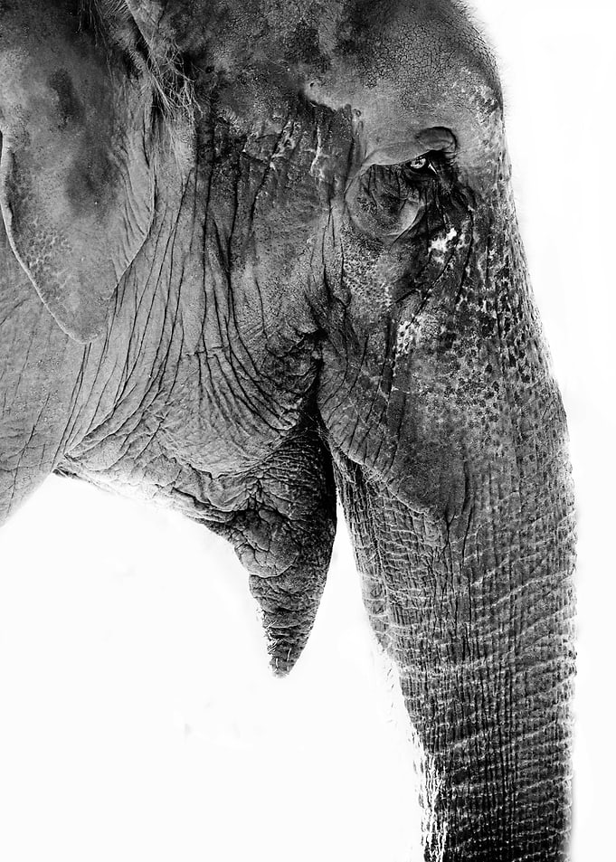 wild elephant black