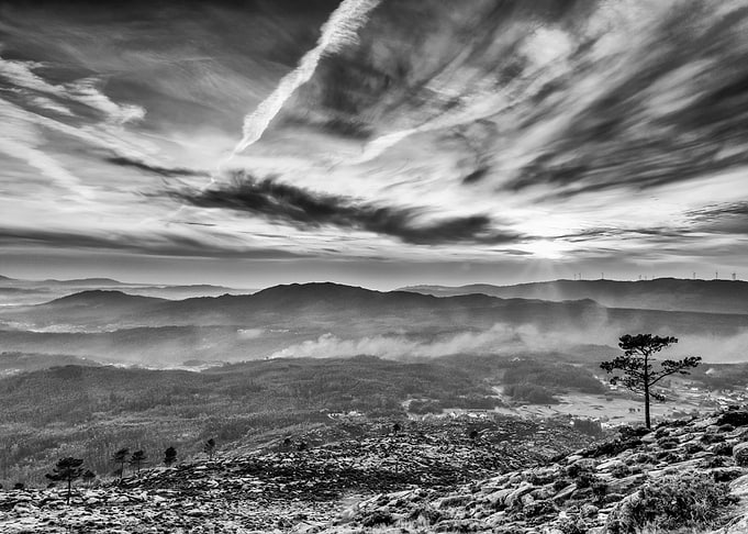 The lonely tree